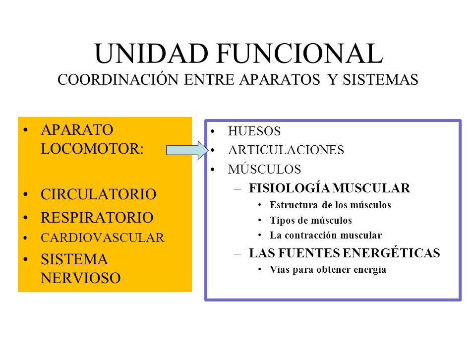 fuentes energéticas del ejercicio